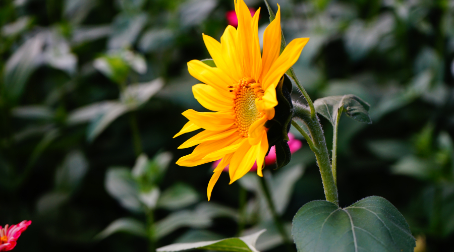 Exploring U.S. Copyright Registration: A Detailed Guide on Types and Fees