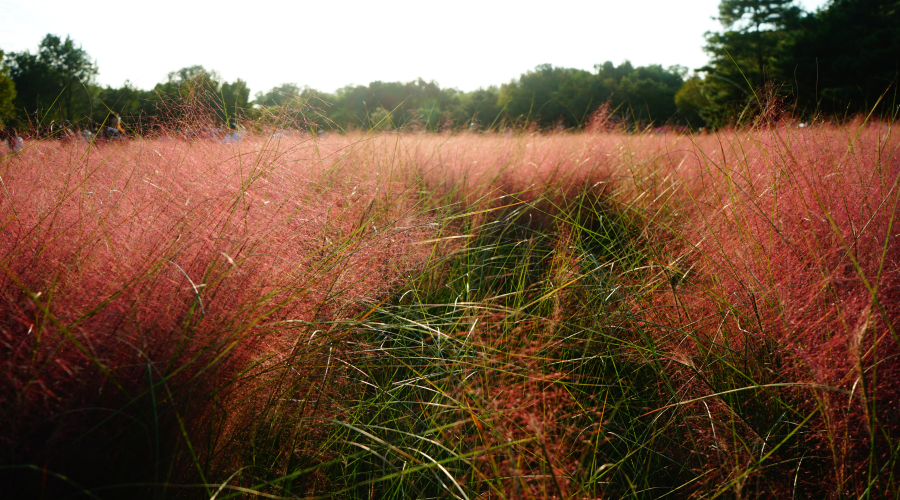 Portuguese Copyright Registration Guide