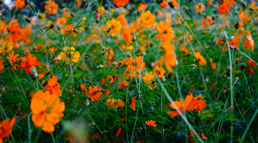 Decoding Canadian Copyright: A Comprehensive Guide to Effortlessly Protect Creators' Rights