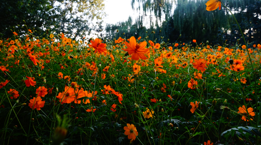 Navigating Design Patent Applications in Spain: A Practical Guide