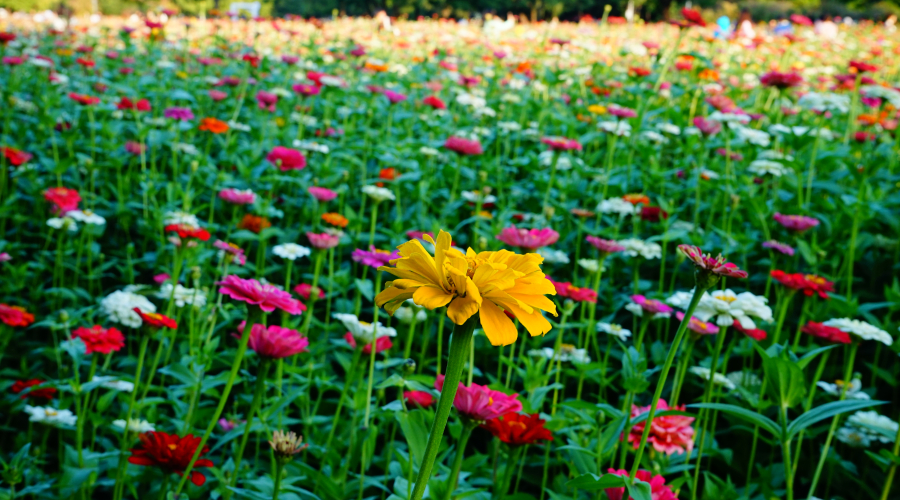 How Fonts Can Apply for Design Protection in Germany