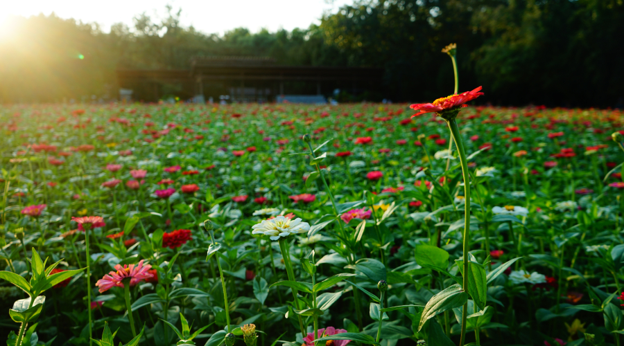 Delayed Publication Strategy in German Design Applications