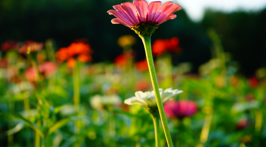 Unveiling the German Design Invalidity Proceedings