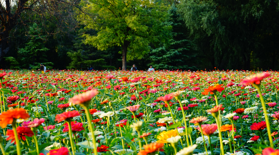 Strategies for Design Patent Applications in United Kingdom