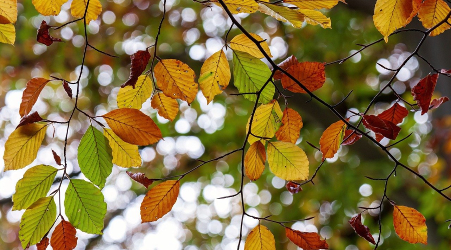 Challenges and Opportunities of German Utility Model Cancellation Procedure