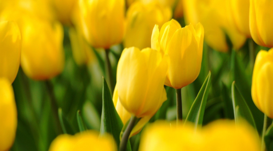 Empowering Innovative Design: A Guide to Dutch Design Patent Applications