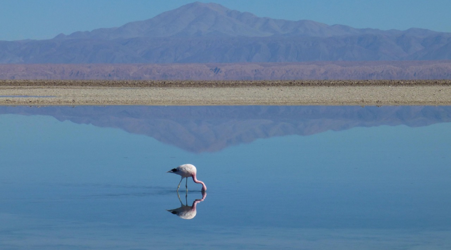 How to renew your Patent or Design in Isreal?