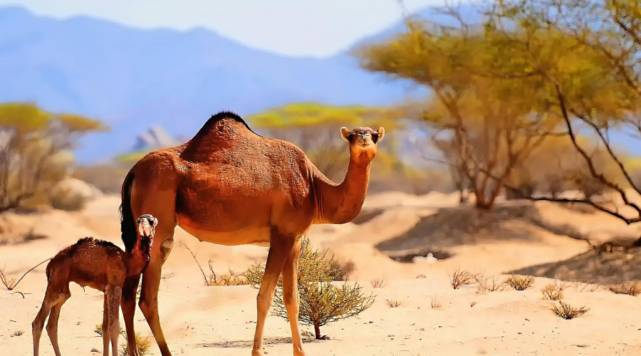 How to renew your Patent or Design in Saudi Arabia?