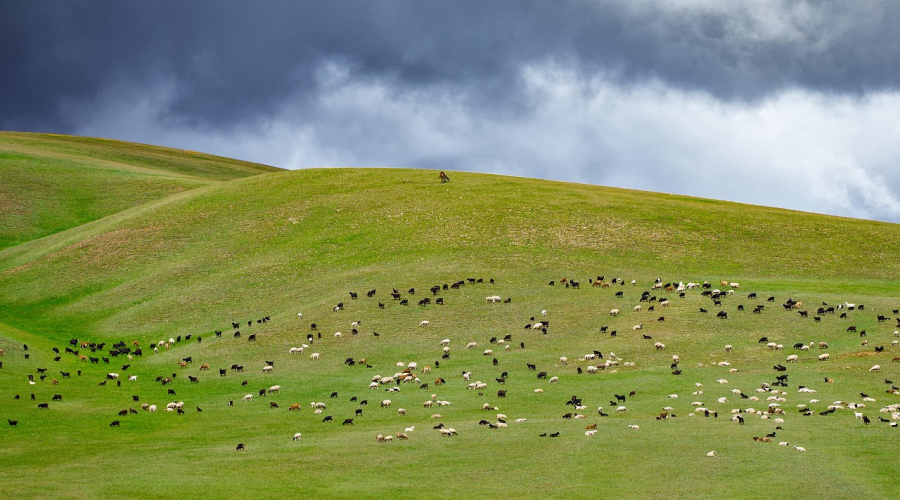 How to renew your Patent or Design in Mongolia?